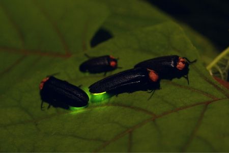 fireflies colony