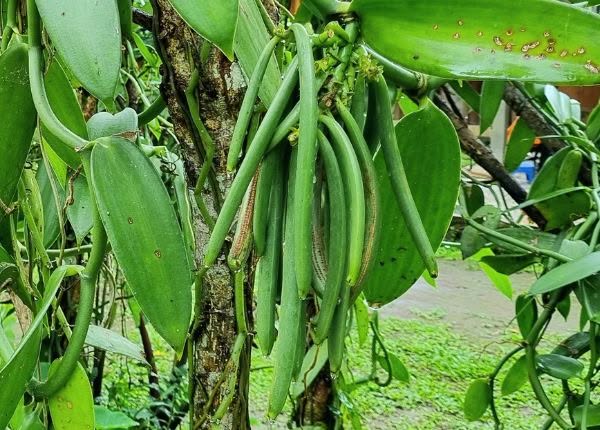 Nachmittags-Kochkurs 7 The vanilla "bean" is actually the cured fruit pod of the vanilla orchid